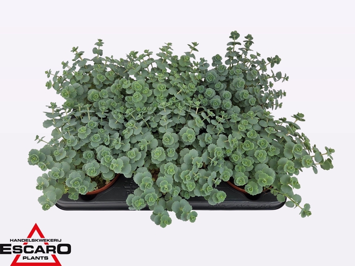 Sedum Sieboldii