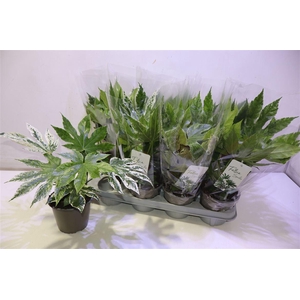 arr8 Fatsia Variegata