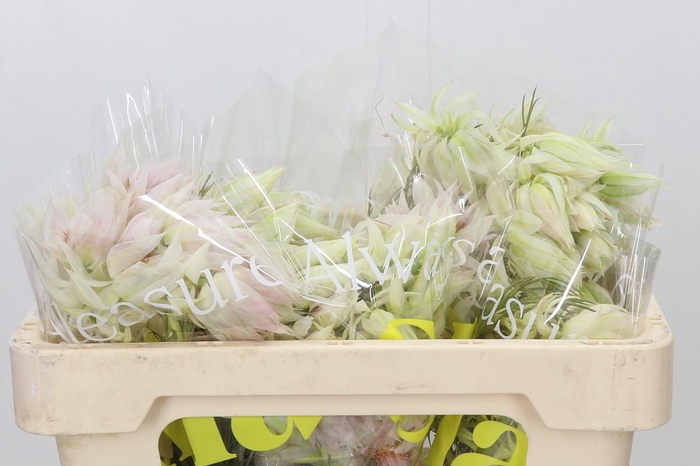 <h4>Blushing Bride 6/9 Flowers</h4>
