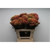 Kaaps Brunia Red Large
