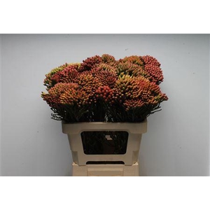 Kaaps Brunia Red Medium