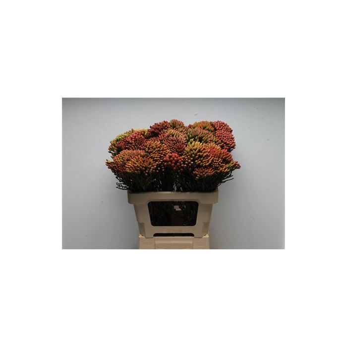 <h4>Kaaps Brunia Red Medium</h4>