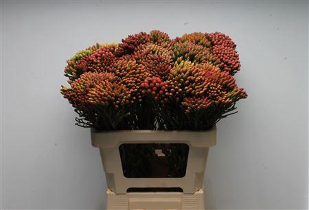 <h4>Kaaps Brunia Red Medium</h4>