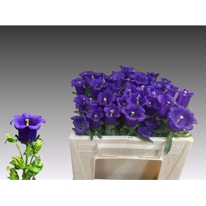 CAMP M CAM DEEP BLUE