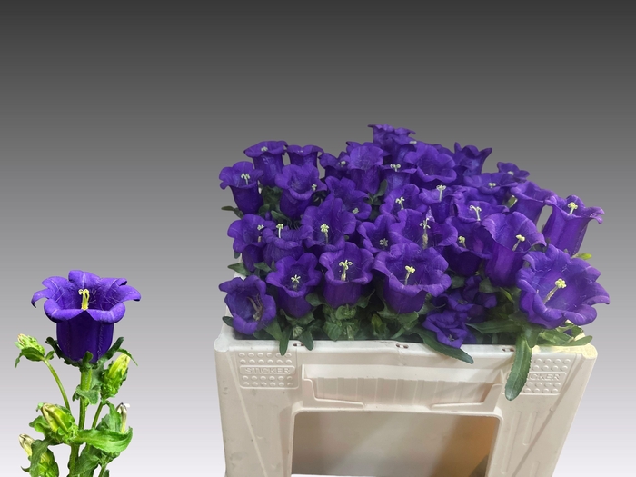 <h4>CAMP M CAM DEEP BLUE</h4>