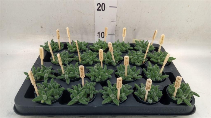 <h4>Delosperma echinatum</h4>