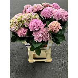 Hydr M Revolution Roze Vertakt