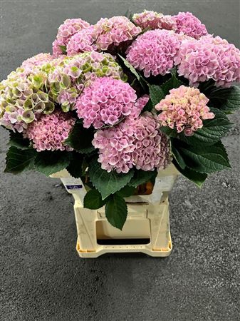 <h4>Hydr M Revolution Roze Vertakt</h4>