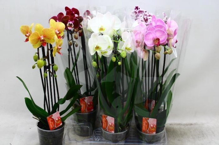 <h4>PHAL EL CASCADE</h4>