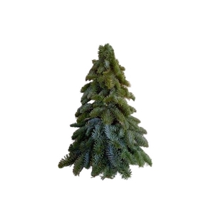 Kerst Nobilis boom rond 40 cm