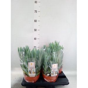 Curio ficoides 'Mount everest'
