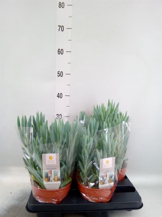 <h4>Curio ficoides 'Mount everest'</h4>