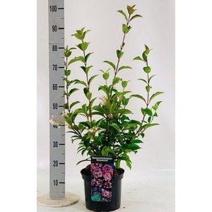 Viburnum bodnant. 'Charles Lamon'