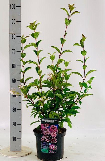 <h4>Viburnum bodnant. 'Charles Lamon'</h4>