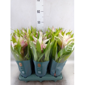 Guzmania  'Deseo Magical White'