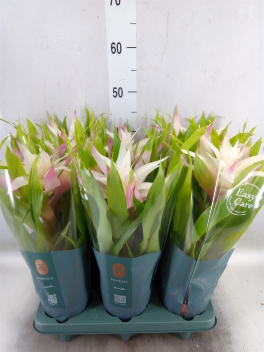 <h4>Guzmania  'Deseo Magical White'</h4>