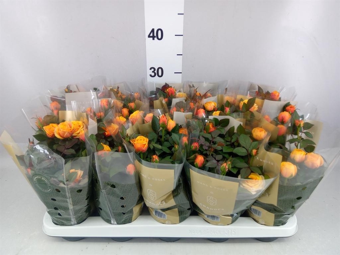 <h4>Rosa  'Firebird Kordana Grande'</h4>