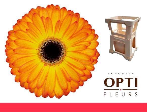 <h4>GE GR CATWALK</h4>