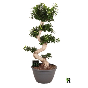 Ficus Ginseng