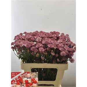 Astrantia Rosita