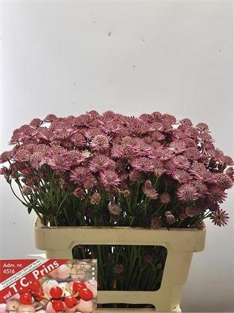 <h4>Astrantia Rosita</h4>