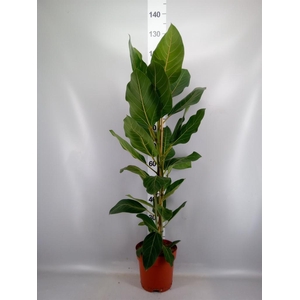 Ficus benghalensis 'Joy'
