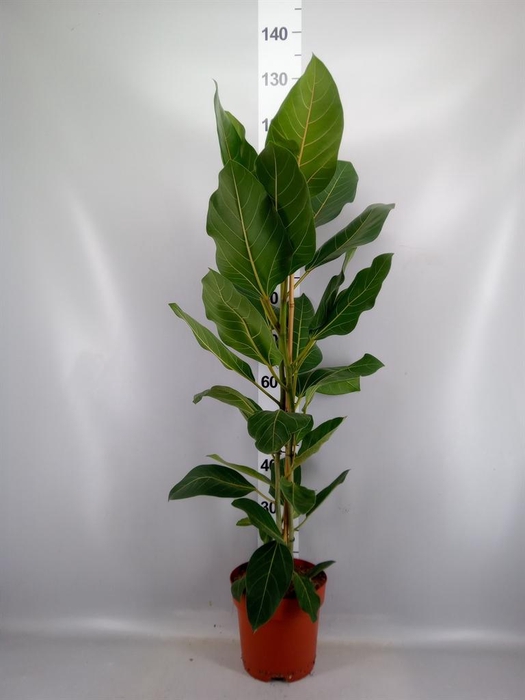 <h4>Ficus benghalensis 'Joy'</h4>