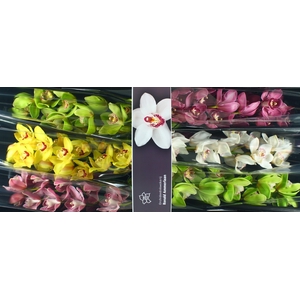 Cymbidium Mix