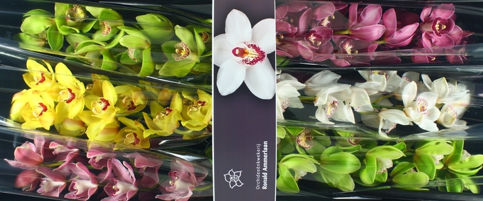 <h4>Cymbidium Mix</h4>