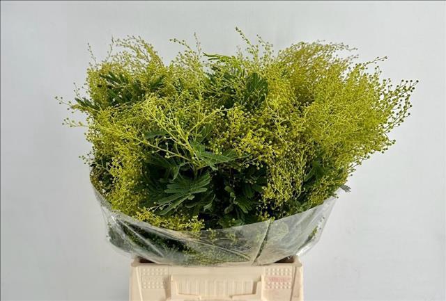 <h4>Mimosa Turner Green Extra</h4>