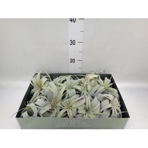 Tillandsia xerographica