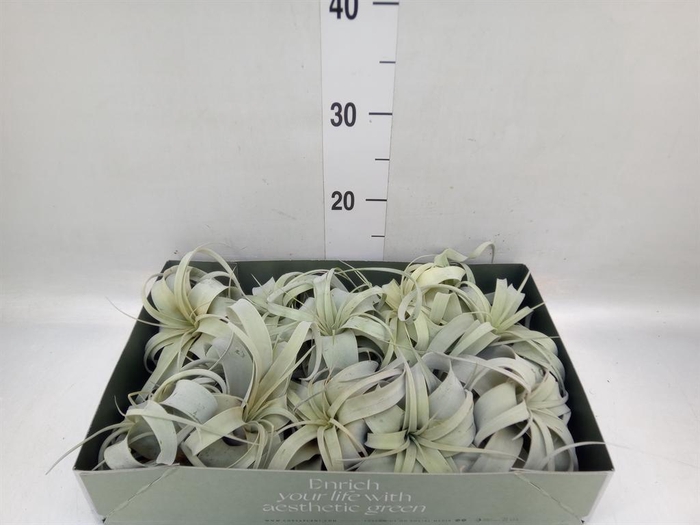 <h4>Tillandsia xerographica</h4>