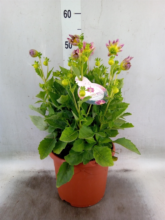 <h4>Dahlia  'Summerbees Red Bicolor'</h4>