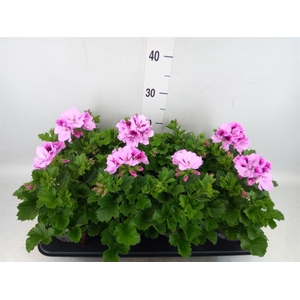 Pelargonium gran.   ..