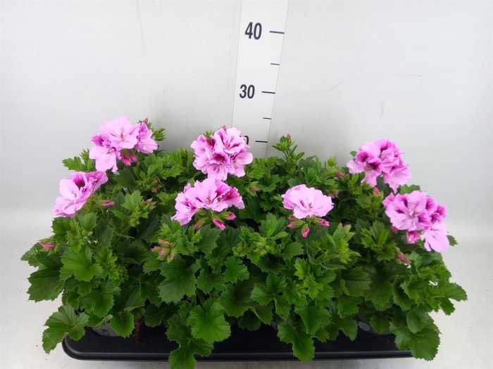 <h4>Pelargonium gran.   ..</h4>