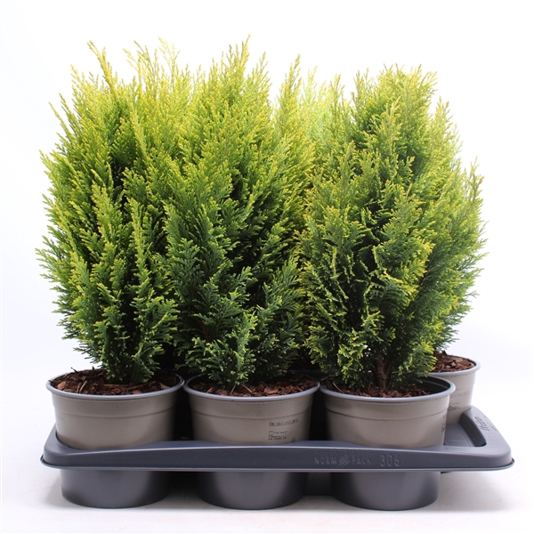 <h4>Chamaecyparis lawsoniana 'Ellwood's Empire'</h4>