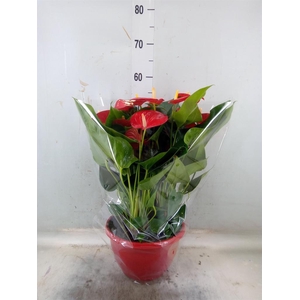 Anthurium andr. 'Casparo'