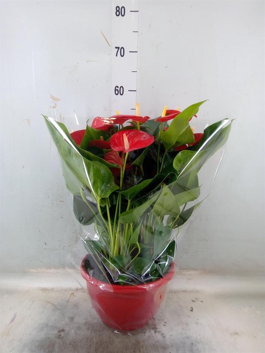 <h4>Anthurium andr. 'Casparo'</h4>