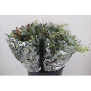 Euca Populus Berry Short 150gr P Bunch