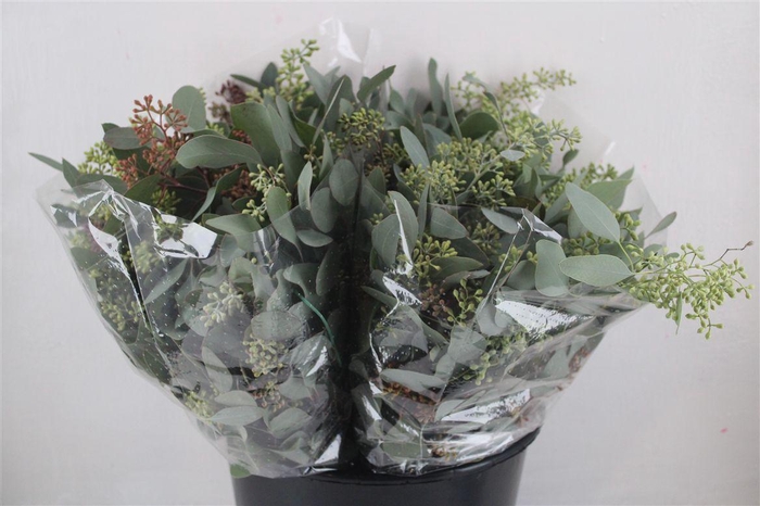 <h4>Euca Populus Berry Short 150gr P Bunch</h4>