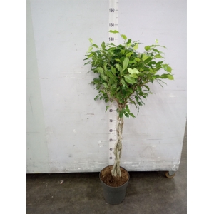 Ficus benja. 'Exotica'