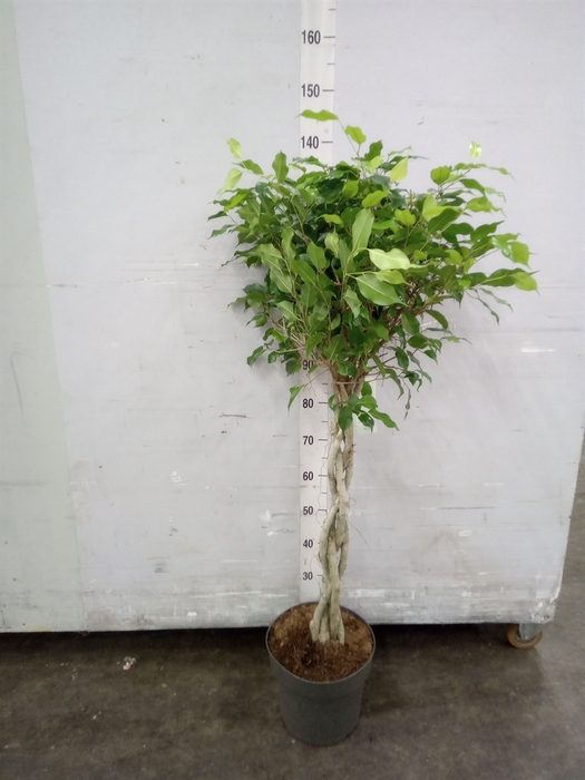 <h4>Ficus benja. 'Exotica'</h4>