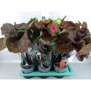 Caladium   ...mix