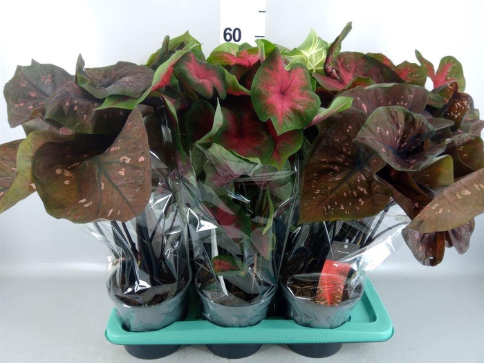 <h4>Caladium   ...mix</h4>
