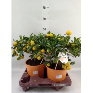 Citrofortunella mic.