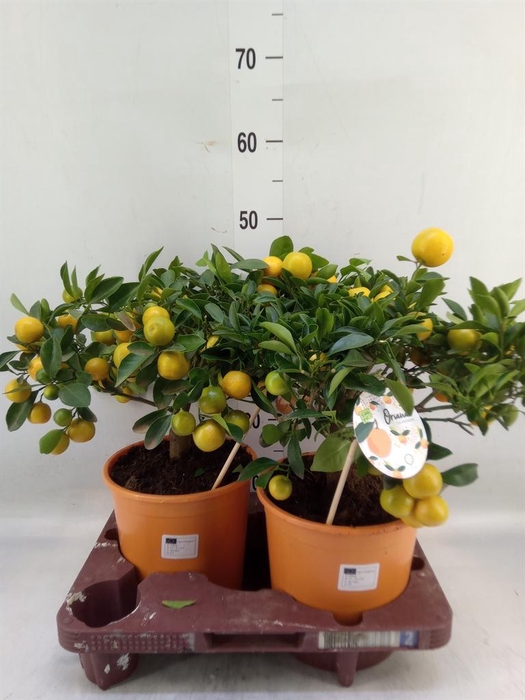 <h4>Citrofortunella mic.</h4>