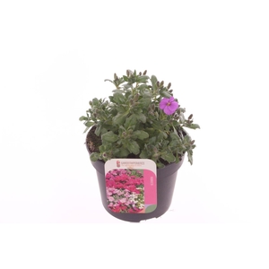Aubrieta Axcent Antique Rose