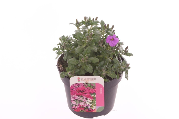 <h4>Aubrieta Axcent Antique Rose</h4>