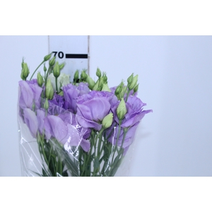 LISIANTHUS LILAS 060 CM MIN 500 GRAMAS LILAS