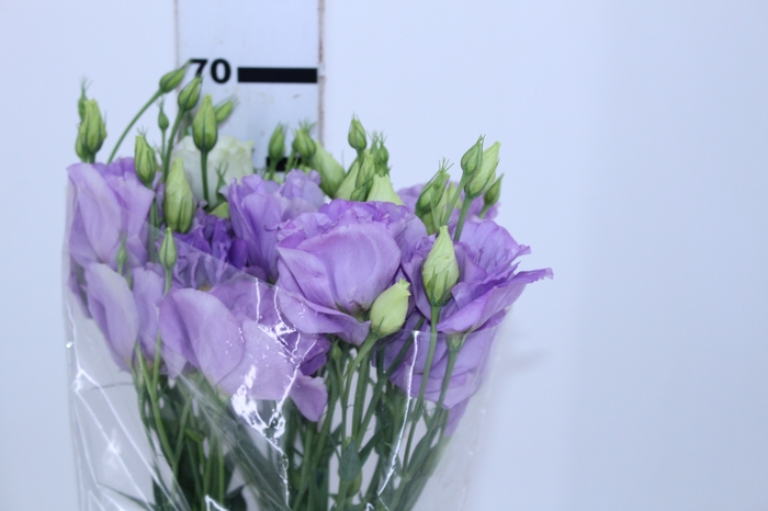 LISIANTHUS LILAS 060 CM MIN 500 GRAMAS LILAS